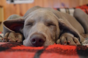 Unless your time spent at home is as relaxing as it is for this puppy, then 9 times out of 10, you'd rather be at work.